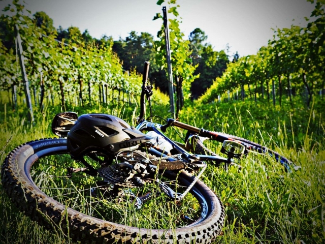 Pause in den Weinbergen mit dem Mountainbike.